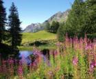 Μια λίμνη στο προσκήνιο τα λουλούδια και τα υψηλά αξιώματα στο βουνό
